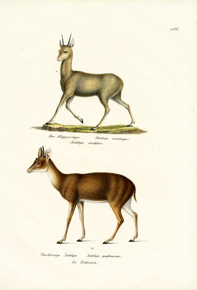 Klipspringer, 1824 de Karl Joseph Brodtmann